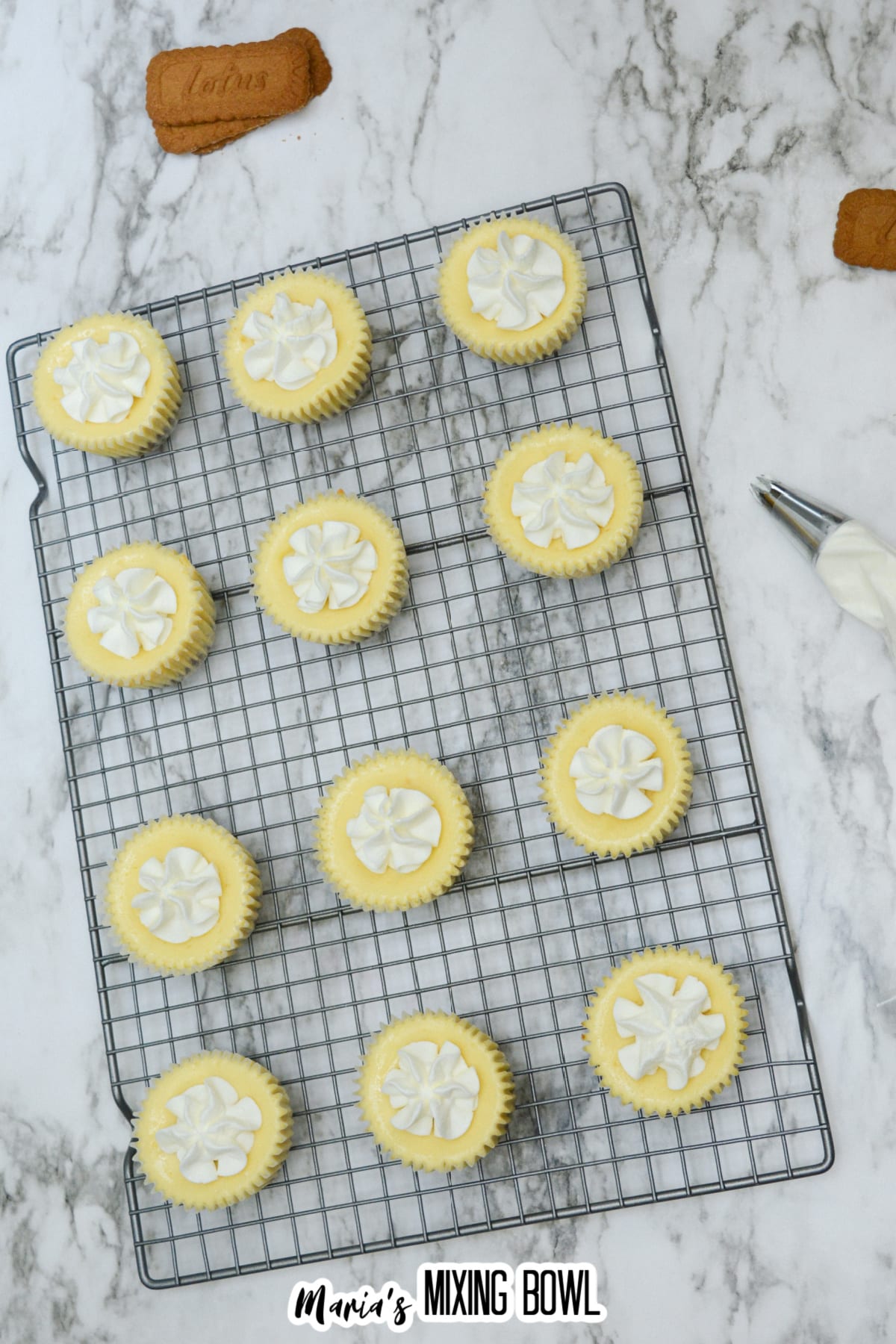 whipped cream being piped on top of cooled mini biscoff cheesecakes.